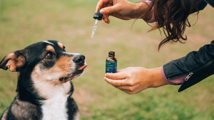 Best CBD for Pets (Cats & Dogs) Top Pet CBD Oil Products to Buy