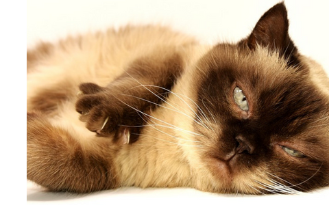 6 Signs that your cat is stressed the heck out