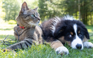 Pet ID tags: Can this tech help find lost pets?