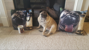 Pet Stop Store's Mug Shot Giveaway WINNER Amanda Eagan Shares her PRIZES