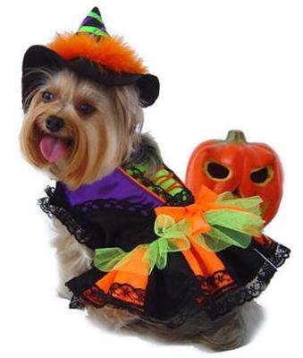 Halloween Witch Dog Costume Hat Included