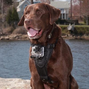 Pet Stop Store Camera Mount Durable Dog Harness for Go Pro's & More