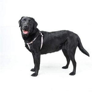 Pet Stop Store Checker Patterned Beige & Navy Blue Neck & Chest Belt Dog Harness