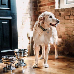 Pet Stop Store Elegant & Contemporary Aluminum Chalice Dog Feeders/Bowls