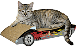 Fun Black Cat Scratcher Race Car