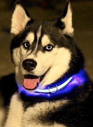 Pet Stop Store Reflective LED Safety Dog Collars