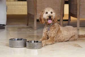 Pet Stop Store s canister Stylish & Modern Berlin Nickel Plated Porcelain Dog Bowl Sets