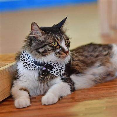 Leone Leopard Print Cat Neck Accessory w/Bow Tie & Bell