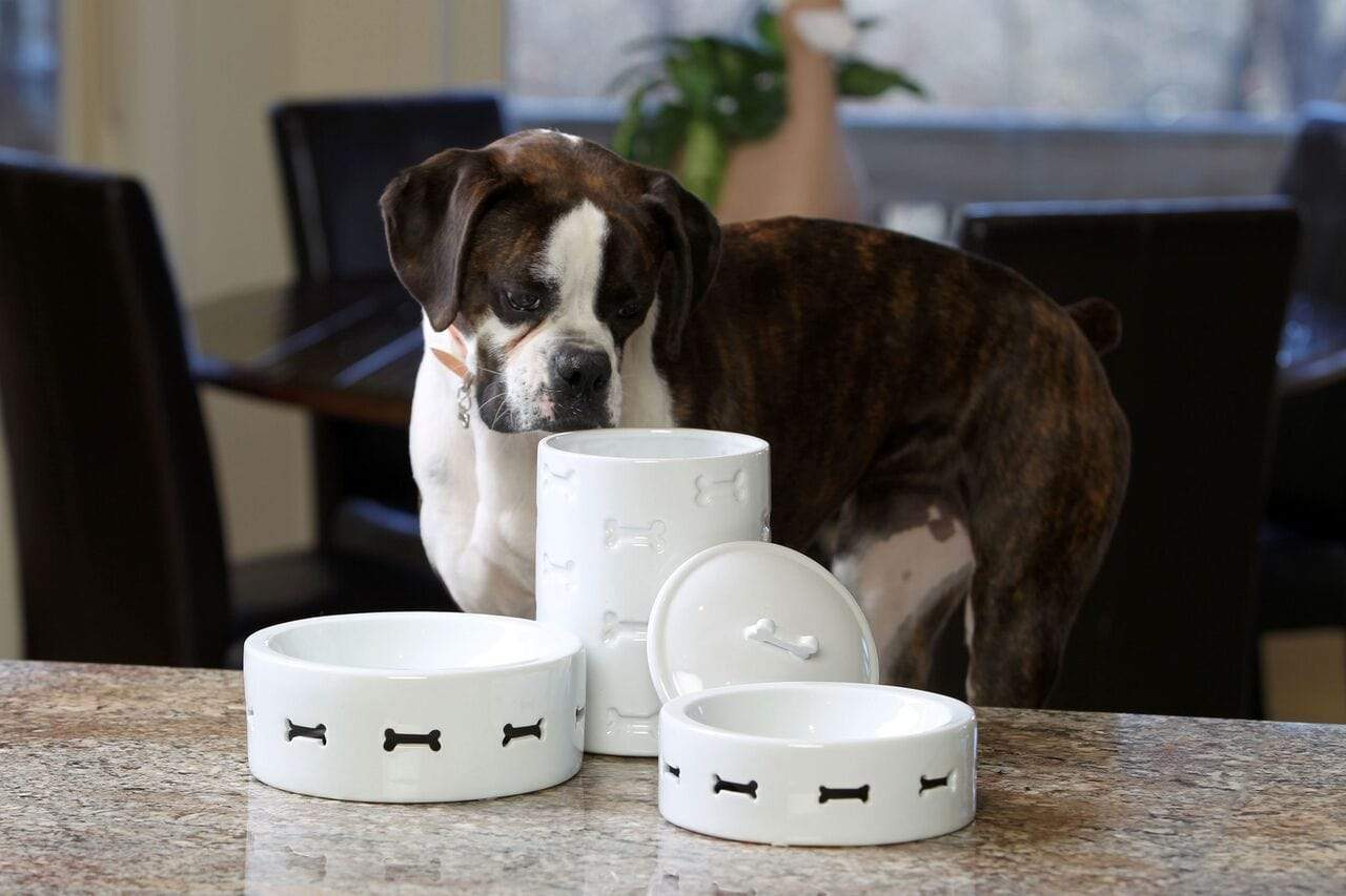 https://www.petstopstore.com/cdn/shop/products/pet-stop-store-stylish-porcelain-white-bone-appetit-dog-bowls-at-pet-stop-store-pet-stop-store-5150338514986_1400x.jpg?v=1601423322