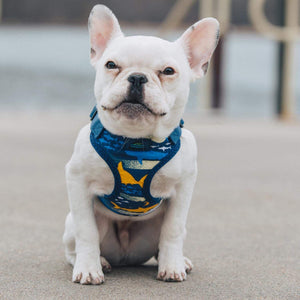 Pet Stop Store x-small Cute Wrap & Snap Island Sharks Dog Harness with Mesh Lining