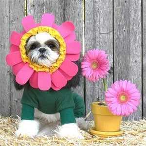 Pet Stop Store xs Halloween Pink & Green Flower Petal Dog Costume