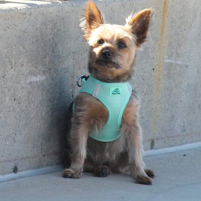 American River Choke Free Teal Green Dog Harness