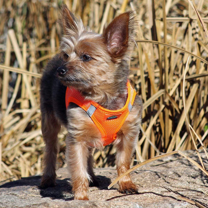 American River Choke Free Orange Dog Harness