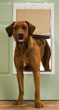 Petsafe Petsafe Plastic Dog Door - Extra Large